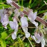 Orthosiphon rubicundus Blomst