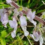 Orthosiphon rubicundus Flor