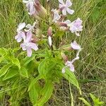 Saponaria officinalisFlower