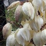 Yucca gloriosa Blüte
