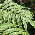 Cyathea borbonica Leaf