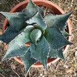 Agave parrasana Celota