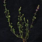 Pedicularis gracilis Yeri