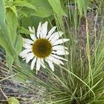 Echinacea pallida Virág