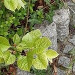 Tilia × europaea Blad