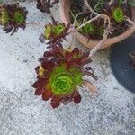 Aeonium arboreumBlatt