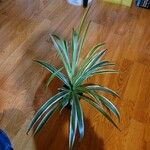 Chlorophytum comosumপাতা