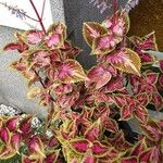 Coleus scutellarioides Blad