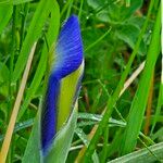 Iris latifolia Květ