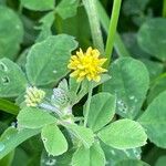 Medicago lupulina Blüte