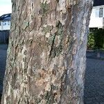 Pinus echinata Corteza