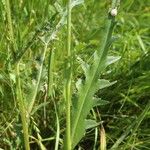 Cirsium canum Blatt