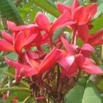 Plumeria rubra Blüte