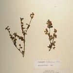 Cotoneaster adpressus Altro