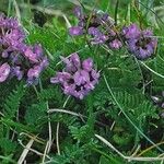 Astragalus danicus Blomst