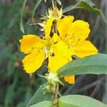Heimia montana Λουλούδι