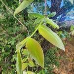 Combretum molle Leaf