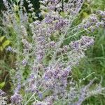 Salvia yangii Flower