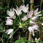 Allium roseum Kukka