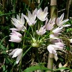 Allium roseum 花