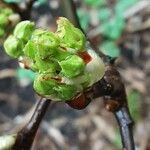 Pyrus calleryana Leaf