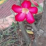 Adenium obesum Квітка