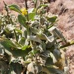 Verbascum sinaiticum Blatt