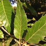 Quercus castaneifolia Folio