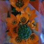 Ornithogalum dubium Květ