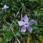 Vinca minorBlomst