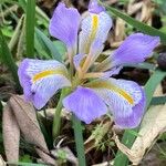 Iris unguicularis 花