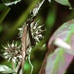 Sparganium americanum Fruit