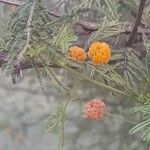 Vachellia aroma Flower