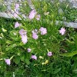 Eudianthe coeli-rosa Flower