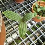 Peperomia argyreia Folha