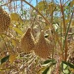 Amphilophium crucigerum Fruit