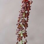 Veratrum nigrum 果実