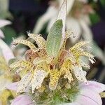 Monarda punctata Blomst