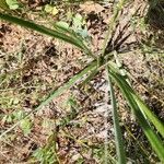 Bulbine bulbosa Yaprak