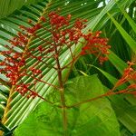 Clerodendrum paniculatum Virág