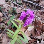 Physostegia virginianaCvet