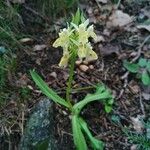 Orchis provincialis Hábito