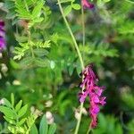 Vicia eriocarpa Natur