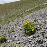 Adonis pyrenaica Habitus