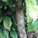 Bunchosia armeniaca 樹皮