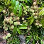 Litchi chinensis Fruit