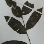 Micropholis trunciflora Otro