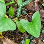 Hexastylis arifolia Habitatea