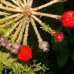 Marcgravia nepenthoides Fruit