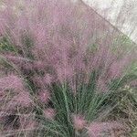 Muhlenbergia capillaris Хабит